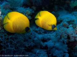 BD-090406-St-Johns-4062690-Chaetodon-semilarvatus.-Cuvier.-1831-[Bluecheek-butterflyfish.-Rödahavsfjärilsfisk].jpg